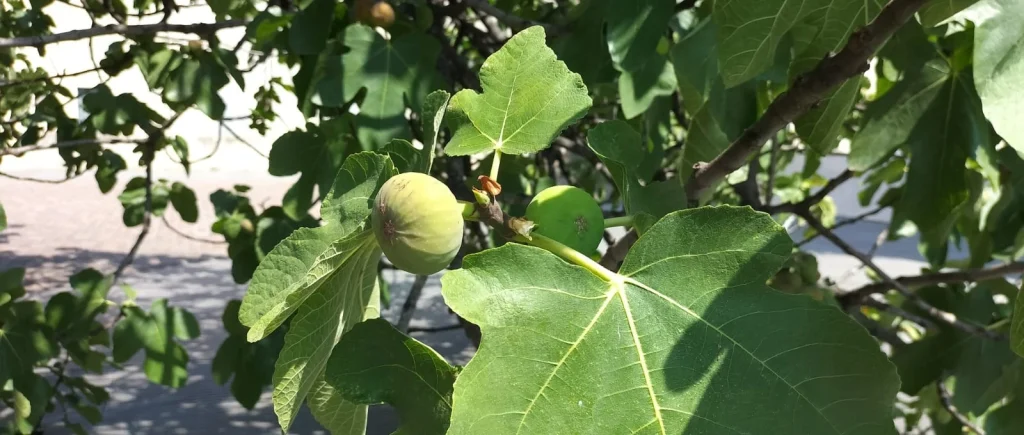 Zbliżenie na owoc figi rosnącej na drzewie