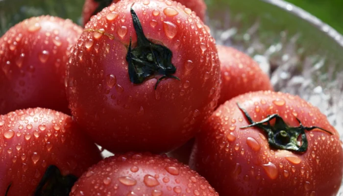 Obrazek wpisu - Pomidory wyhodowane we włoskich laboratoriach będą rosnąć na Marsie