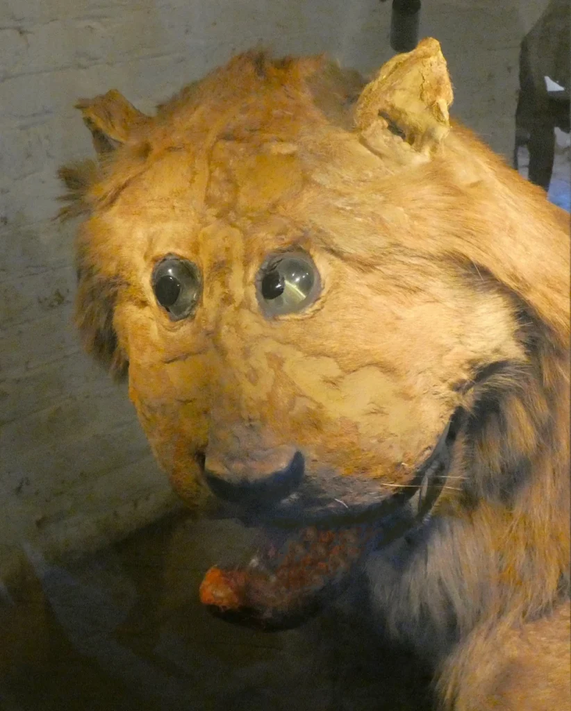 Zbliżenie na słynnego lwa z Zamku Gripsholm - muzealny fenomen i nietypowa ciekawostka ze świata sztuki i historii.